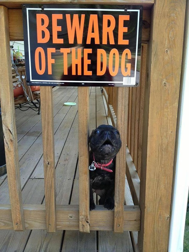 Beware Of The Dog Beware Of The Dog