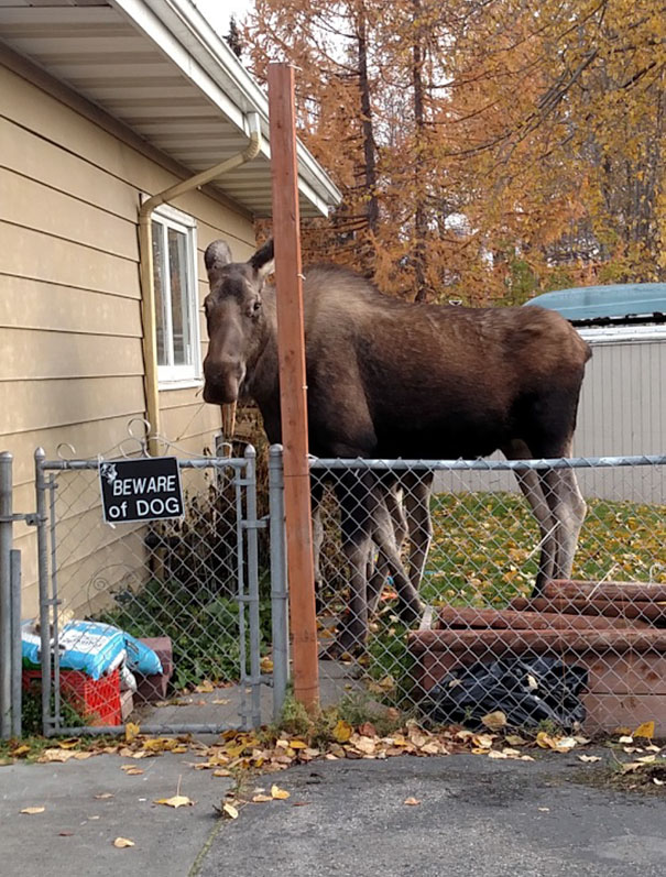 Beware Of The Dog Beware Of The Dog