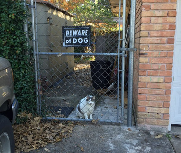 Beware Of The Dog Beware Of The Dog