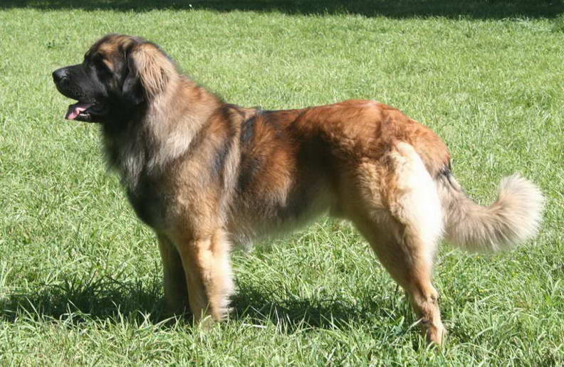Leonberger Leonberger