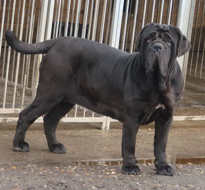 Neapolitan Mastiff Neapolitan Mastiff