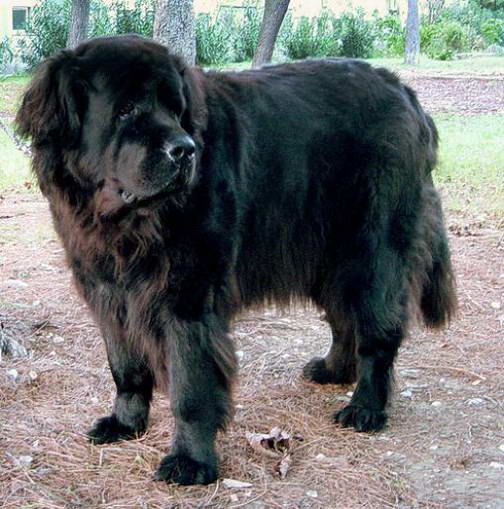 Newfoundland