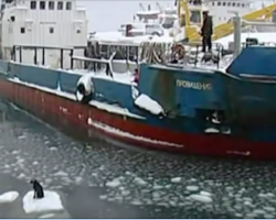 [Video] Russian sailors spot something floating alone on an iceberg – and they can’t believe what it is