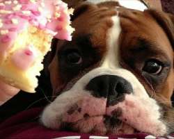 6 Problems Only Boxer Owners Will Understand