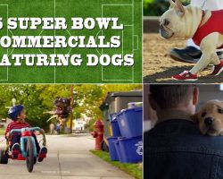[Video] 15 Super Bowl Commercials Featuring Dogs And Puppies