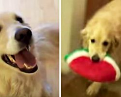 [Video] She tells her golden retriever to ‘clean the house.’ Now watch her dog clean up!