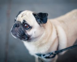 8 Things Only Pug People Understand