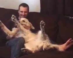 [Video] This dog loves to do trust falls, and it’s so adorable!