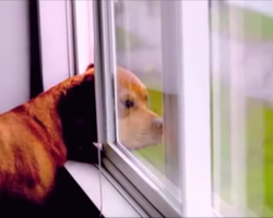 See that dog waiting all day for his owner to come home? The reason’s something we can all relate to…