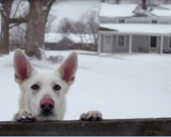 Dogs And Cats Savor Every Moment They Have With Us
