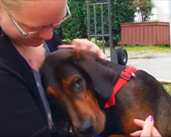 Chained and Neglected Dog Finds Love in a Forever Home