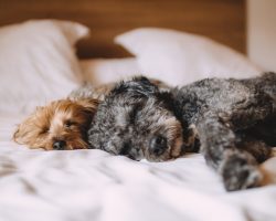 Do Dogs Dream? Here’s What Scientists Think…