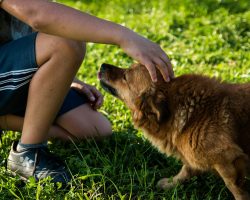 The Dog Breed You Choose Can Reveal Surprising Parts Of Your Personality