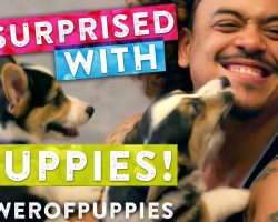 For Every View Of This Video A Pound Of Dog Food Will Be Donated To Shelters! YES!