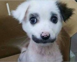 Here are the strangest (and cutest) fur markings you’ve ever seen