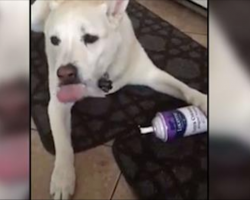 Mom hears dog making mess in kitchen, catches dog eating whipped cream from can