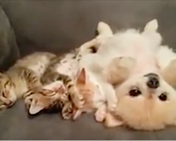 Puppy doesn’t want to wake the kittens, so watch what she does