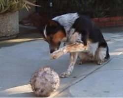 What This Genius Dog Can Do Is Awesome
