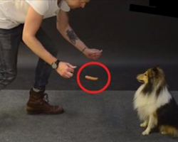 Magician Demonstrates A Levitating Hot Dog Trick To Several Dogs And Their Reactions Are Hilarious