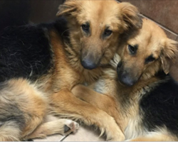 Dog best friends were dumped at a shelter, and they can’t stop hugging each other