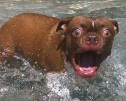 32 Goofball Dogs That Don’t Know If They Like Water Or Not. This Is Hilarious!