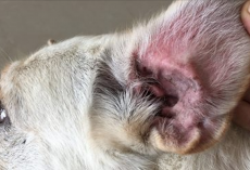 If Your Dog Breed Is On This List, Make Sure You’re Cleaning Their Ears Weekly!