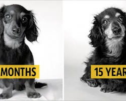 Photographer shows a dog’s love is timeless, takes stunning photos to show how they age