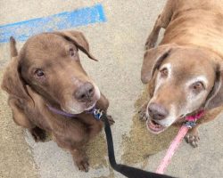 Abandoned dog acts as a ‘guide’ for her blind pup, but both need help finding a home together
