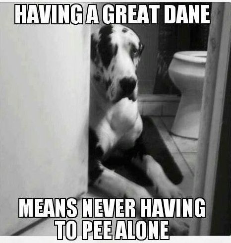 great dane pee funny dog