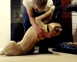 Dad’s bedtime routine with his stubborn Bull Mastiff pup will have you in stitches