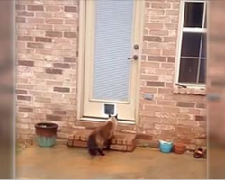 Dad Struggles For Hours To Install New Cat Door. The Cat’s Reaction Has Internet In Laughter
