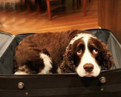 Husband Sneaks Dog Into Hospital In A Suitecase So His Dying Wife Can Say Goodbye