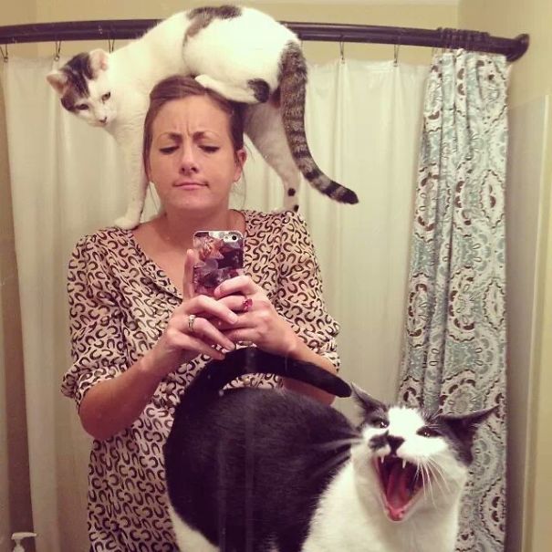 My Friend Tried To Take A Cute Cat Photo... Tried My Friend Tried To Take A Cute Cat Photo... Tried