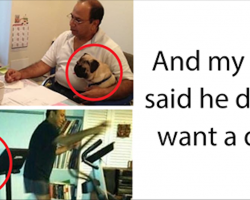 10+ Dads Who Didn’t Want The Damn Dogs In Their Lives