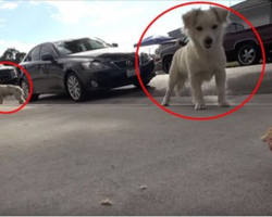 A Must Watch: Two Abandoned Inseparable Dogs Reveal The True Meaning Of Friendship..Oh MY!!