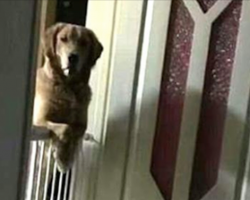 Man’s Dog Watches Him Fall Asleep Every Night, He Later Learns Heartbreaking Reason
