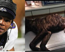 NFL Player Starves His Pet Dog Until It Dies! Ban Terrence Cody From The League!
