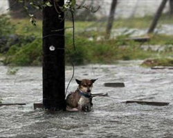 Tied up and left to face the wrath of Harvey: Picture of abandoned dog that’s breaking the hearts of Texans as flood waters rise!