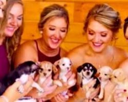 Bride Trades Expensive Flower Bouquets For Rescue Dogs To Walk Down The Aisle With