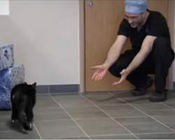 He Looks Like A Normal Cat, But If You Take A Closer Look… This Is A Miracle !