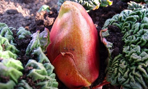 Rhubarb