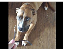 Woman confronts her dog about her missing glasses. Her dog’s reaction has gone viral