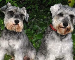 Dogs Run Away While On Walk, Then Return After Owners Come Up With Genius Idea