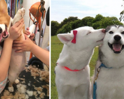 20 Dogs Who Couldn’t Be Happier With The Way Life Is Going