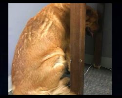 Heartbroken Dog Wouldn’t Look At Anyone After His Human Died, Until Someone Wouldn’t Give Up