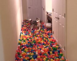 Dog Stunned With Happiness When His Human Reveals Homemade Ball Pit