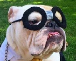 10 Costumes That Prove Bulldogs Always Win At Halloween