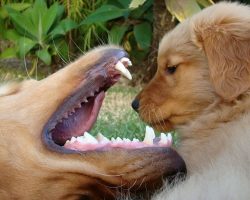 10 Reasons Golden Retrievers Are The Worst Breed EVER