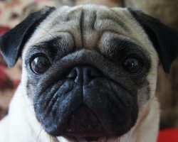 12 Reasons Why You Should Never Own Pugs