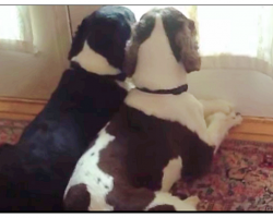 Dog Mom Wonders What Her Dogs Do All Day, Their Antics Caught on Video